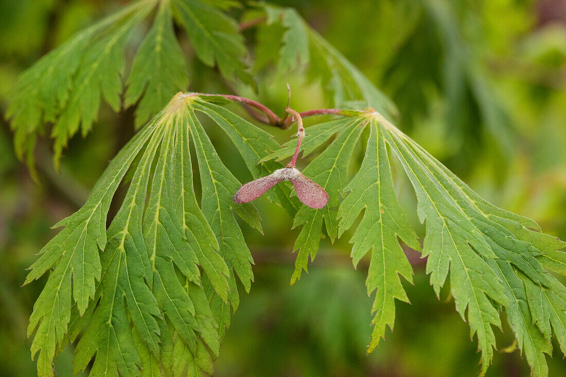 Acer japonicum 'Aconitifolium'