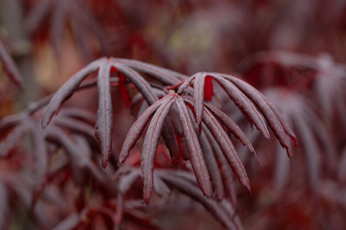 Acer palmatum 'Trompenburg'