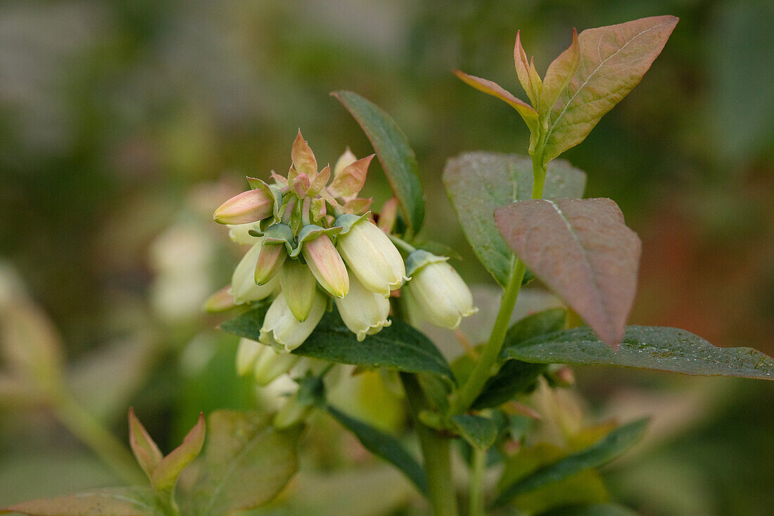 Vaccinium corymbosum 'Bonus'