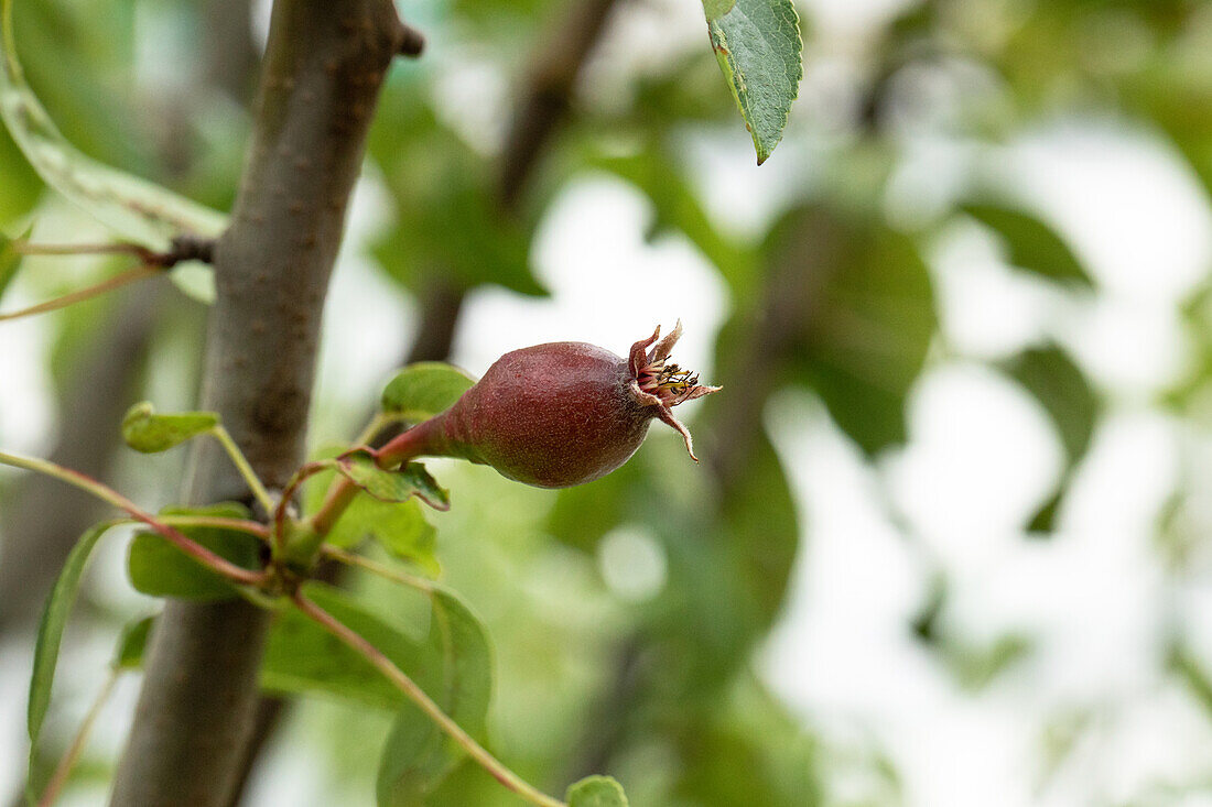 Pear - fruit formation