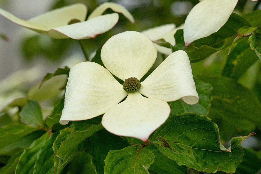 Cornus kousa 'Venus'®