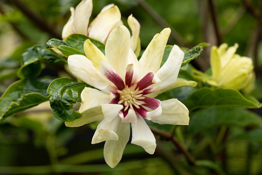 Calycanthus x raulstonii 'Venus'