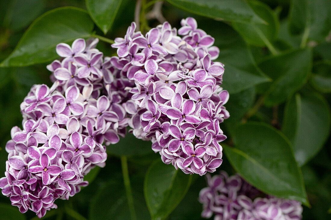 Syringa vulgaris 'Sensation'