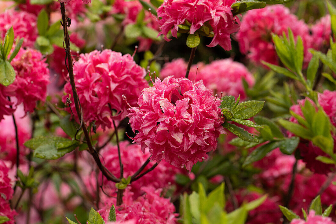 Rhododendron luteum, pink