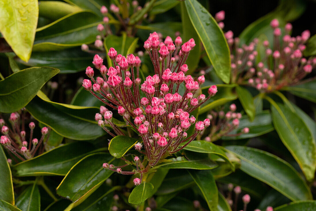 Kalmia latifolia