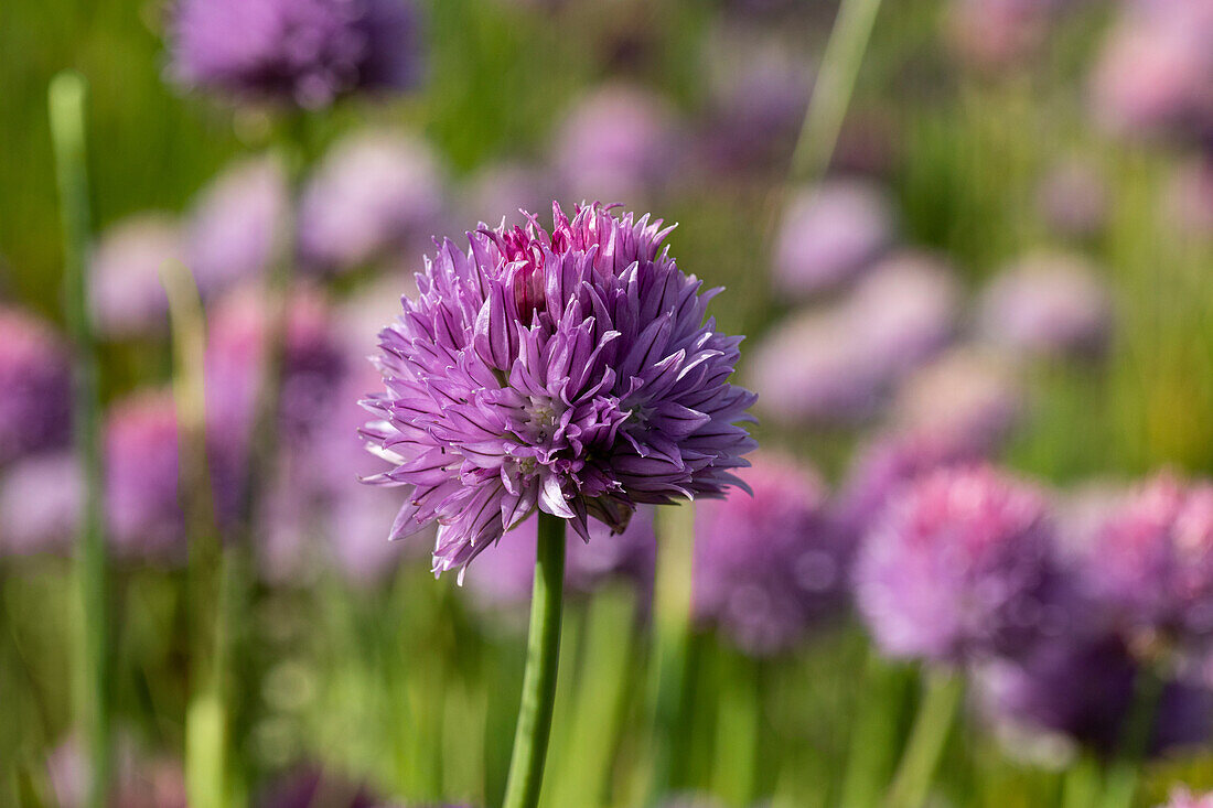 Allium schoenoprasum, violett