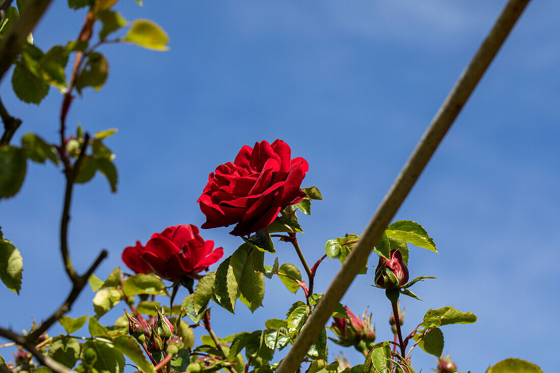 Climbing rose, red