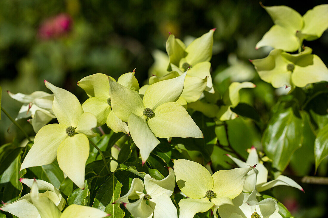 Cornus kousa chinensis 'Butterfly'