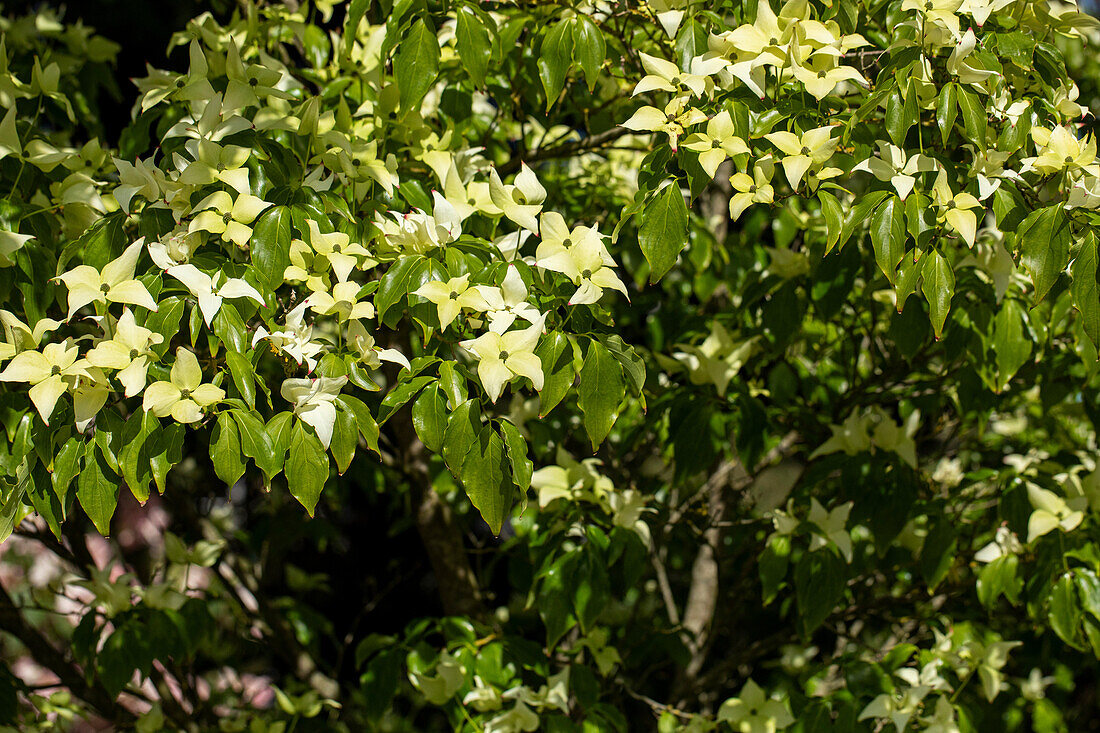 Cornus kousa chinensis 'Butterfly'