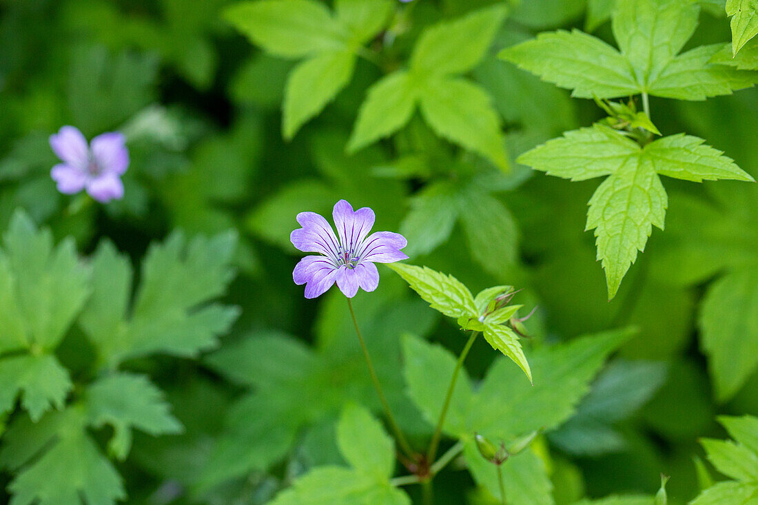 Geranium