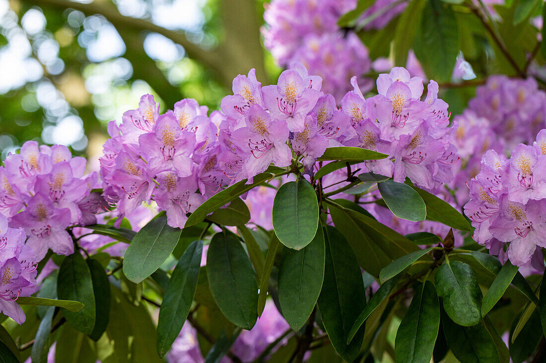 Rhododendron catawbiense 'Compactum'