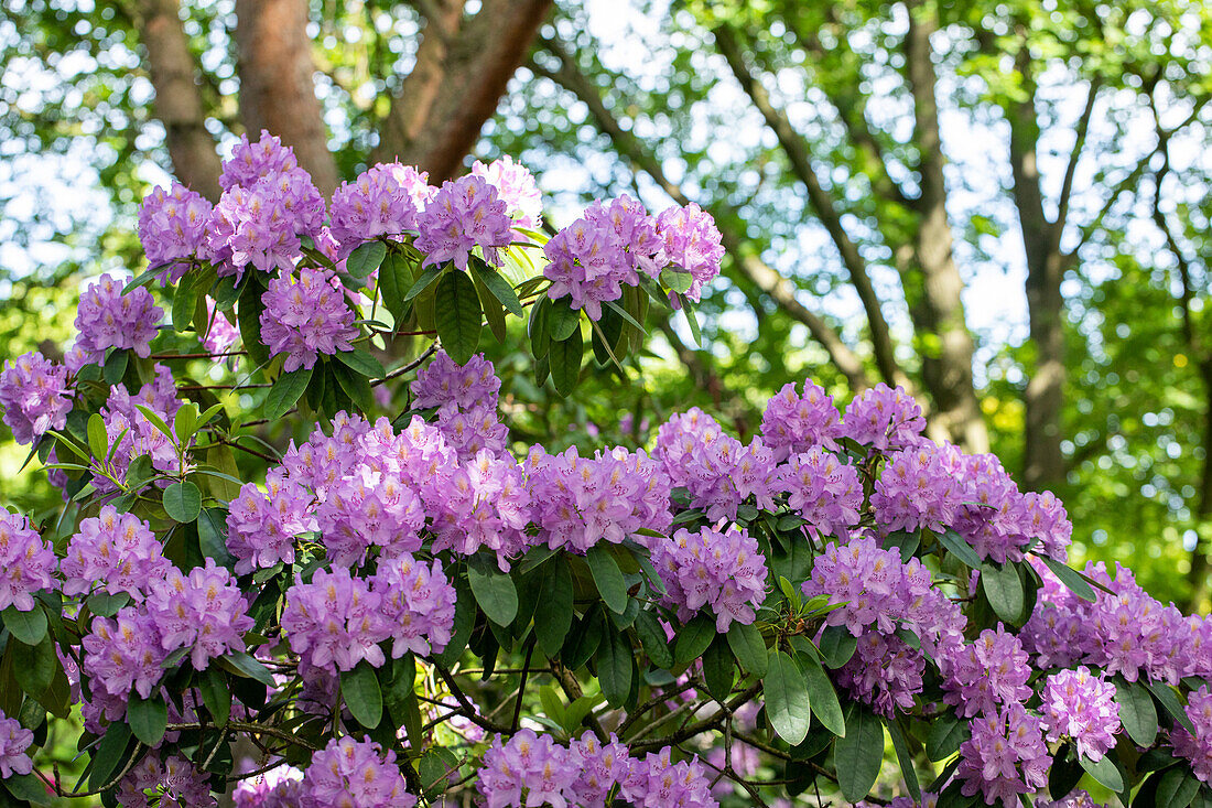 Rhododendron catawbiense 'Compactum'