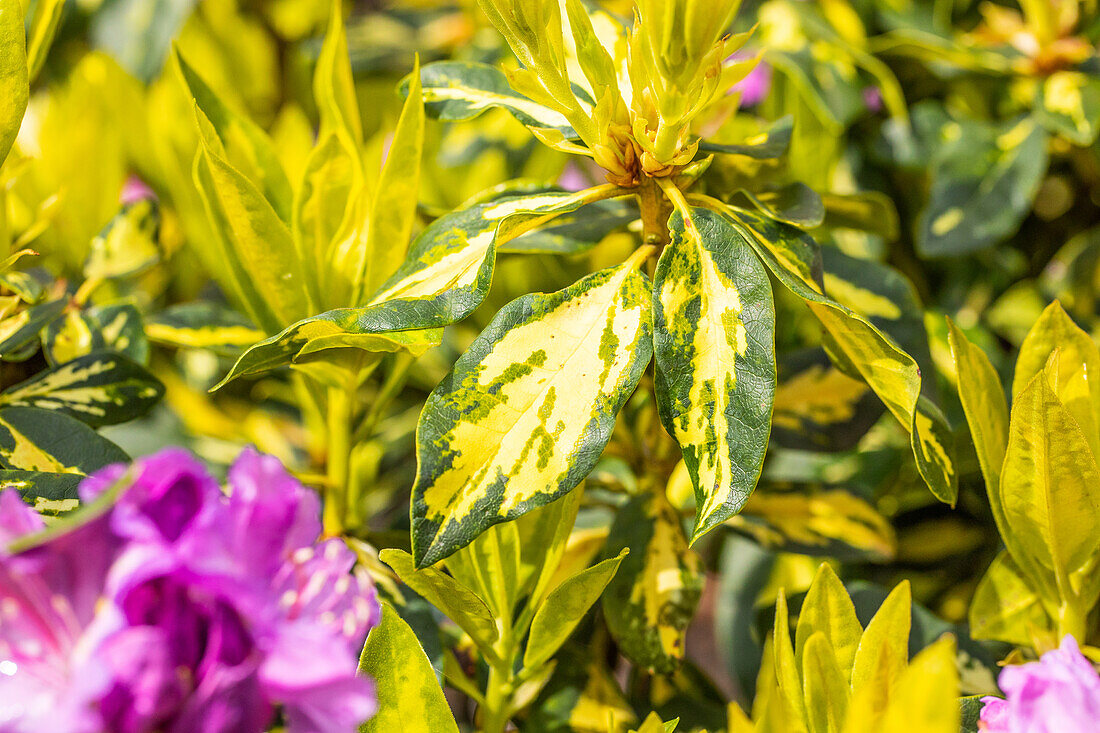 Rhododendron 'Goldflimmer'