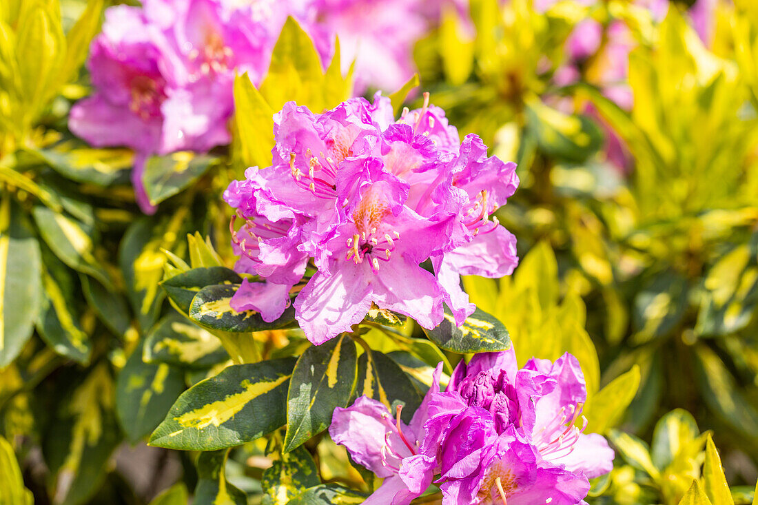 Rhododendron 'Goldflimmer'