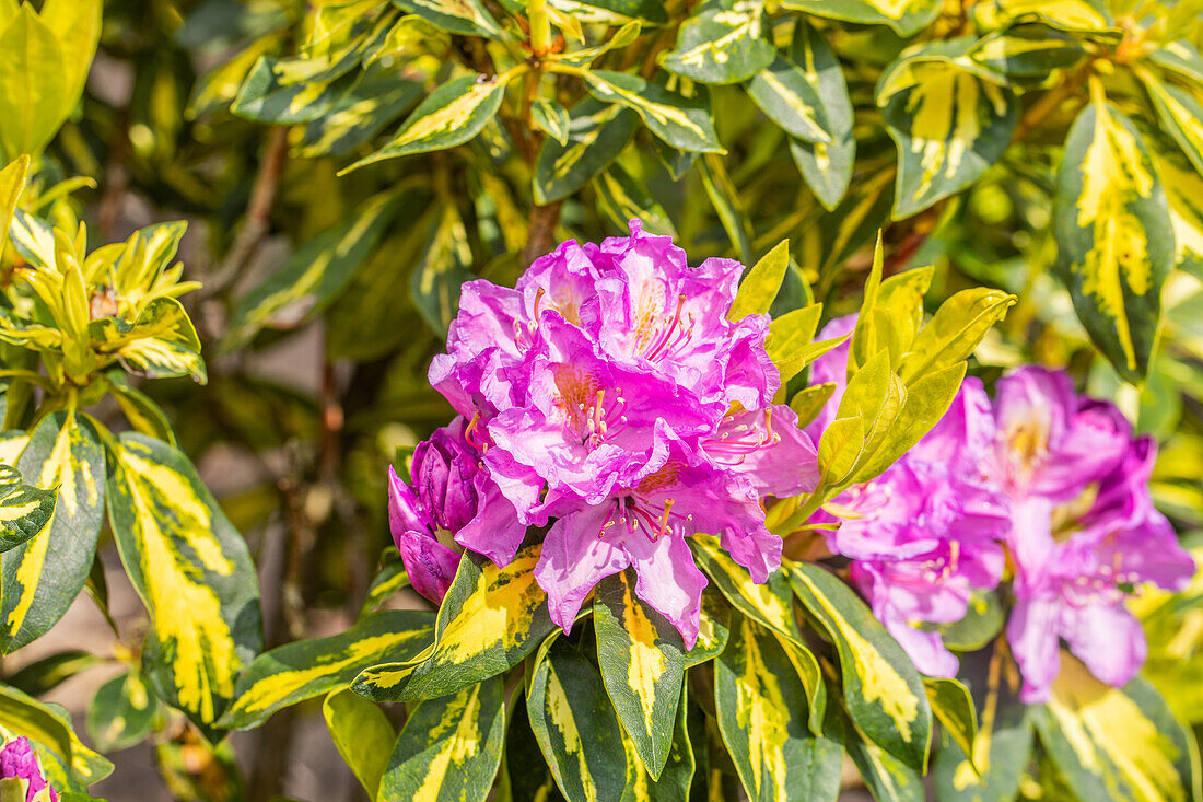 Rhododendron 'Goldflimmer'