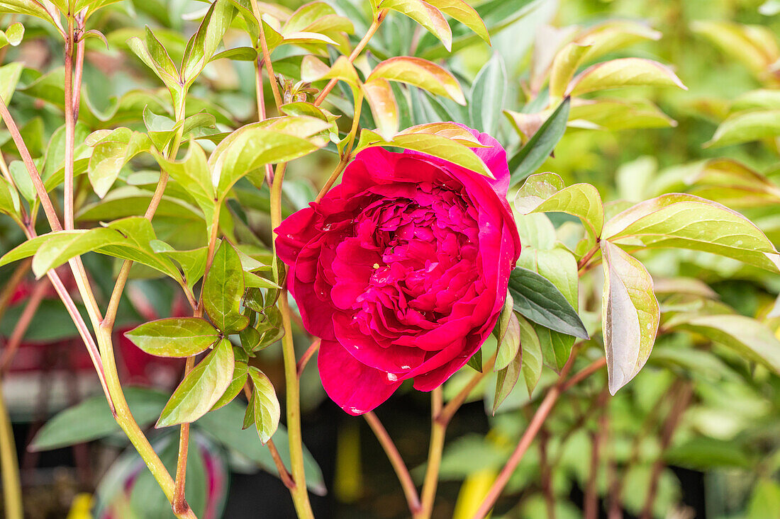 Paeonia lactiflora ,Red Magic'