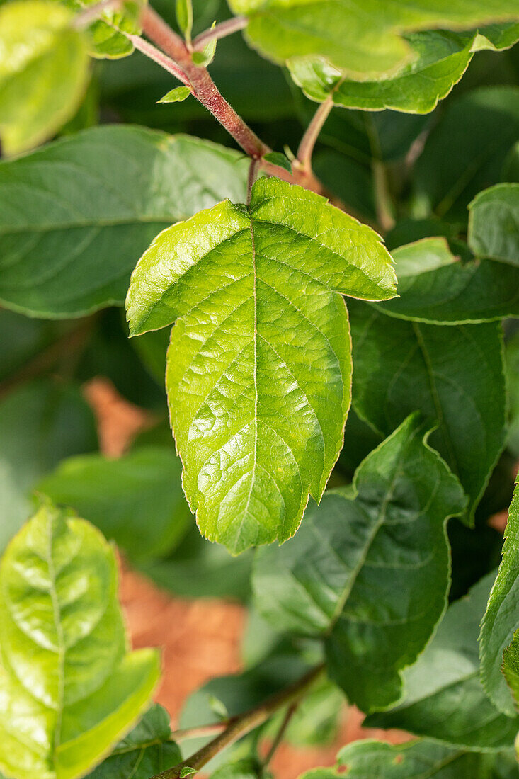 Malus x moerlandsii 'Red Sentinel'