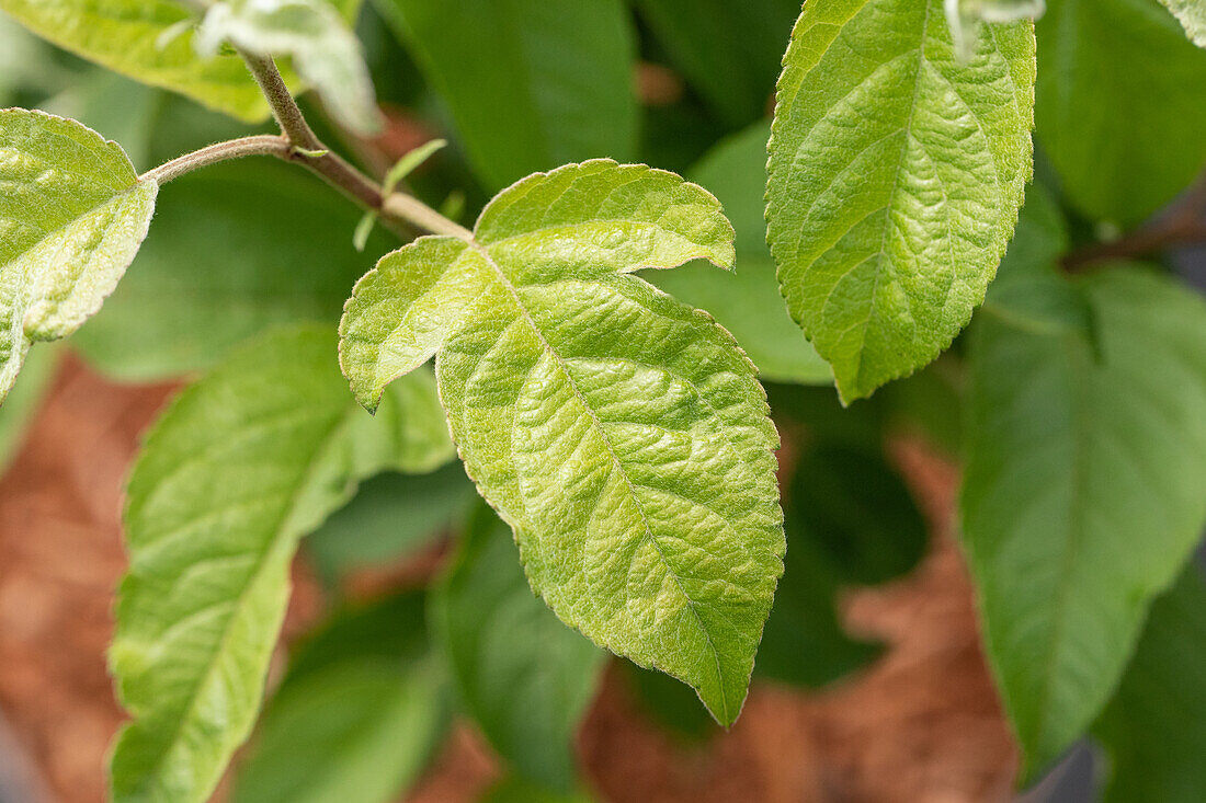 Malus sargentii 'Tina'