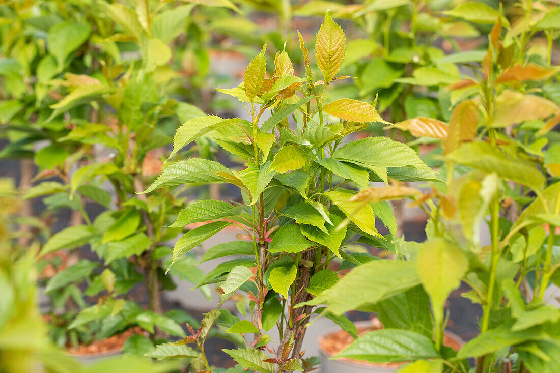 Prunus serrulata 'Amanogawa'