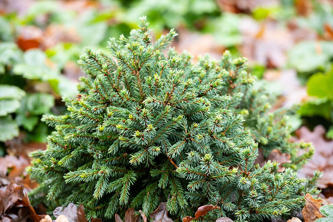 Picea glauca 'Echiniformis'