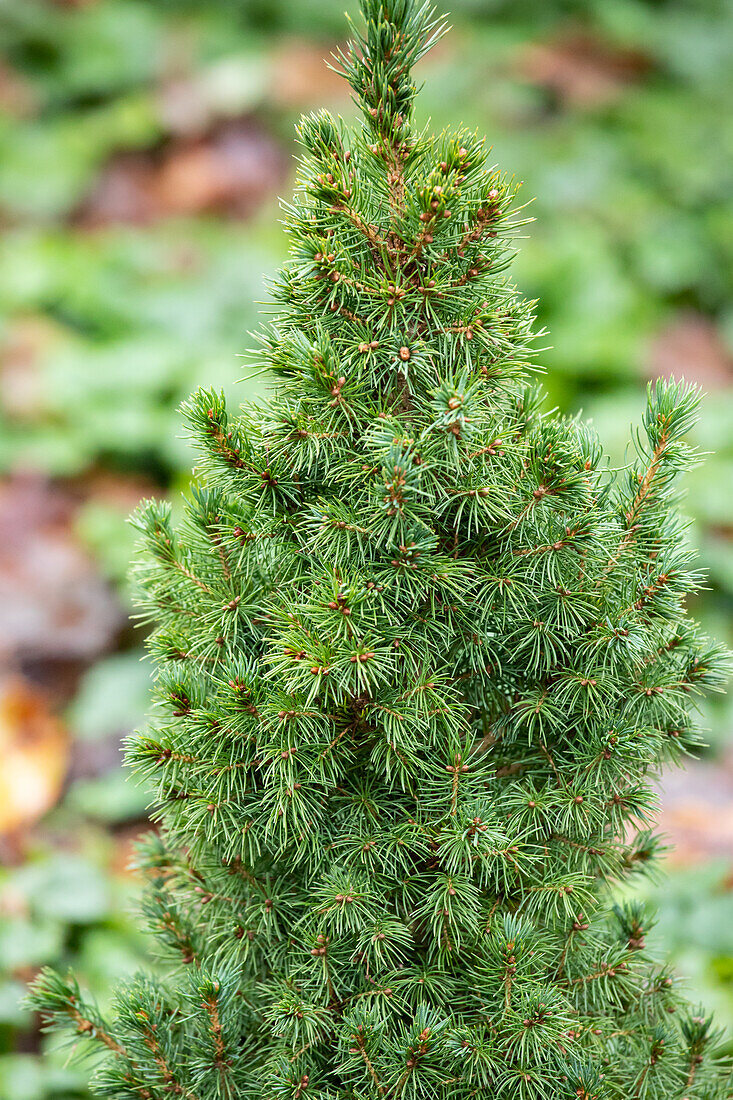 Picea glauca 'Blue Wonder'(s)