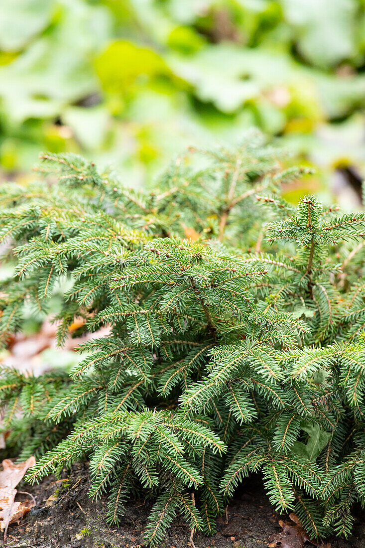 Picea abies 'Nidiformis'