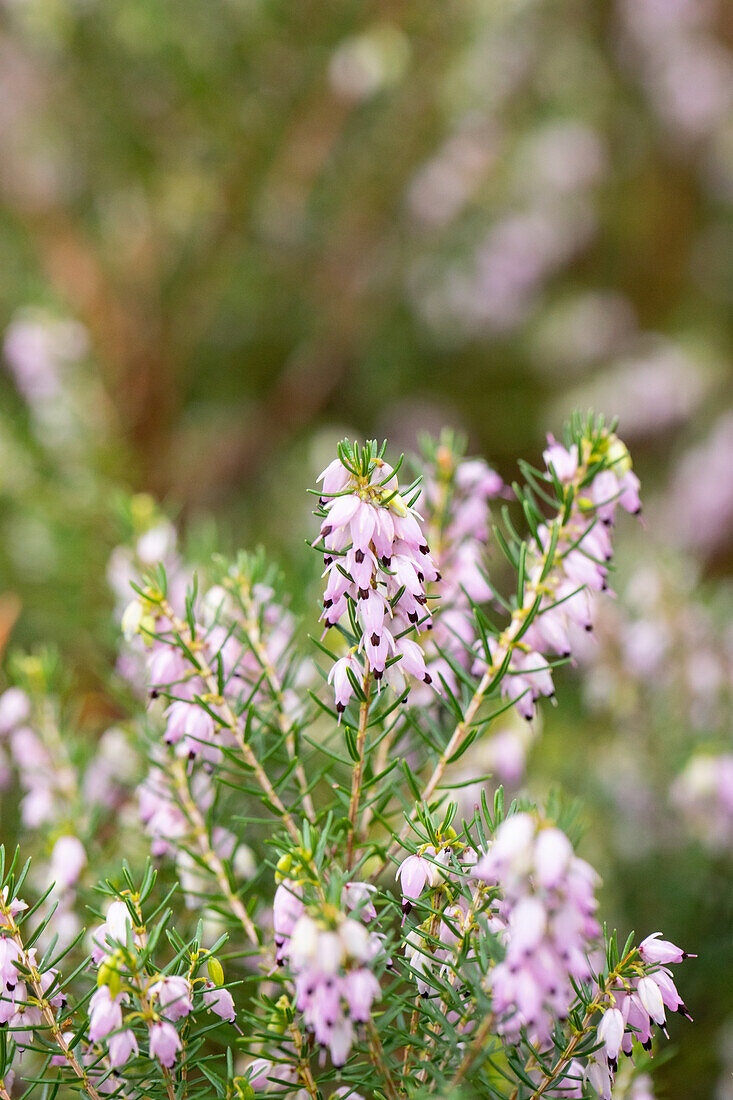 Erica darleyensis 'Darley Dale'