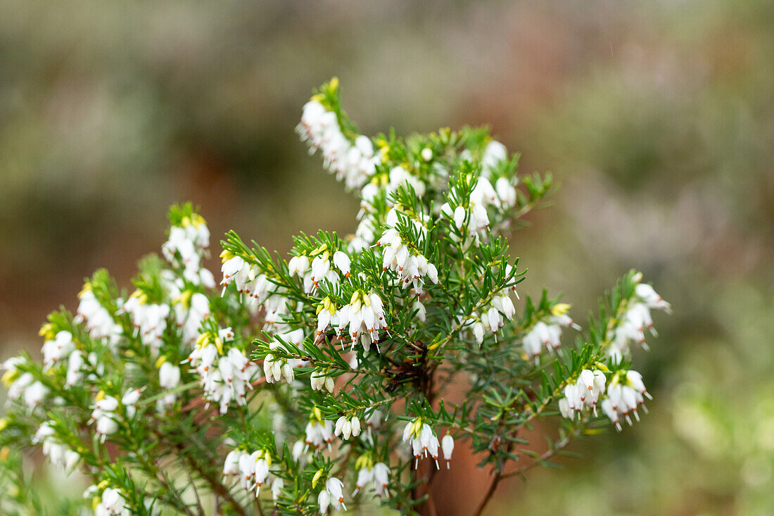 Erica darleyensis 'Tweety'