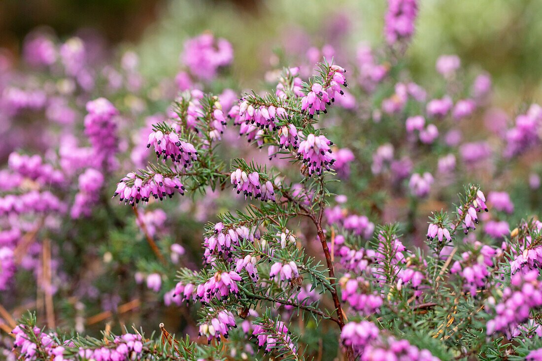 Erica darleyensis 'Red Summersnow'