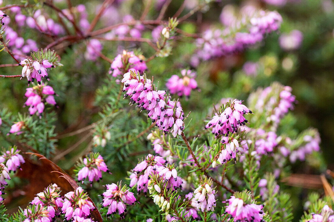 Erica carnea 'Thomas Kingscote'