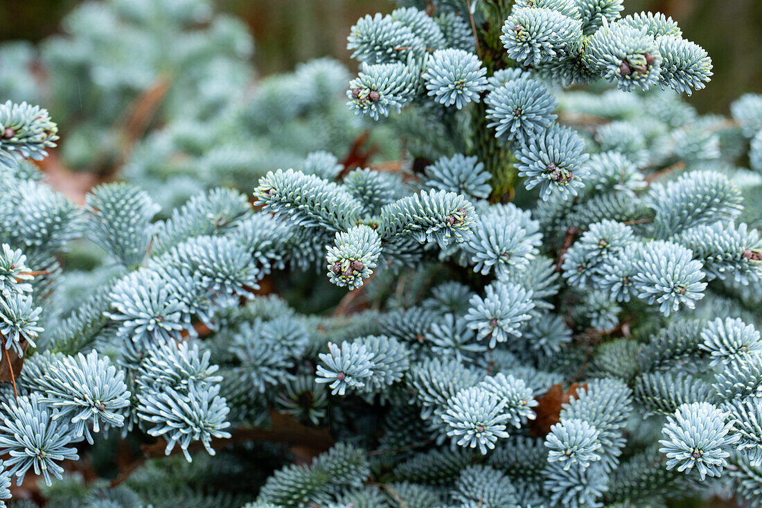 Abies procera 'Blue Witch'