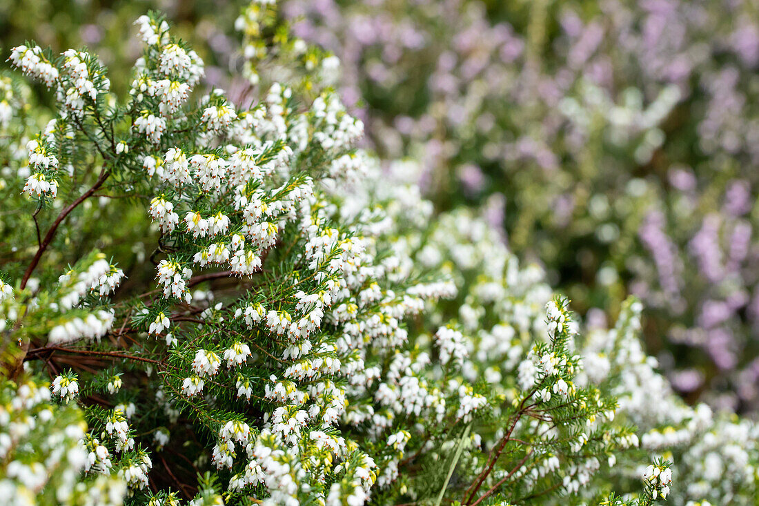 Erica darleyensis 'White Perfection'