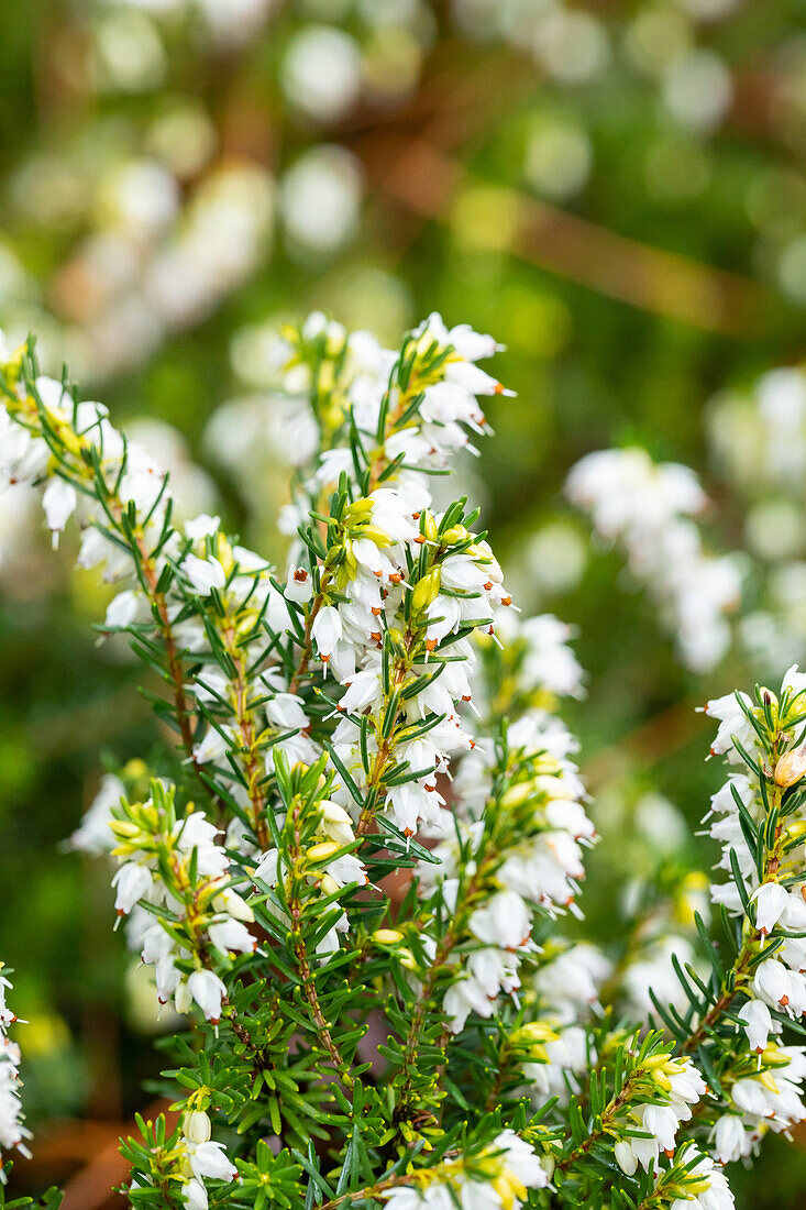 Erica darleyensis 'White Perfection'