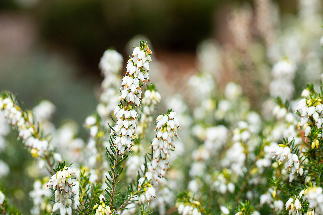 Erica darleyensis 'White Perfection'