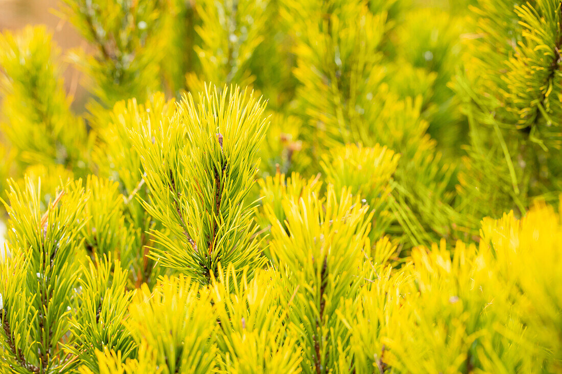 Pinus mugo 'Winter Gold'