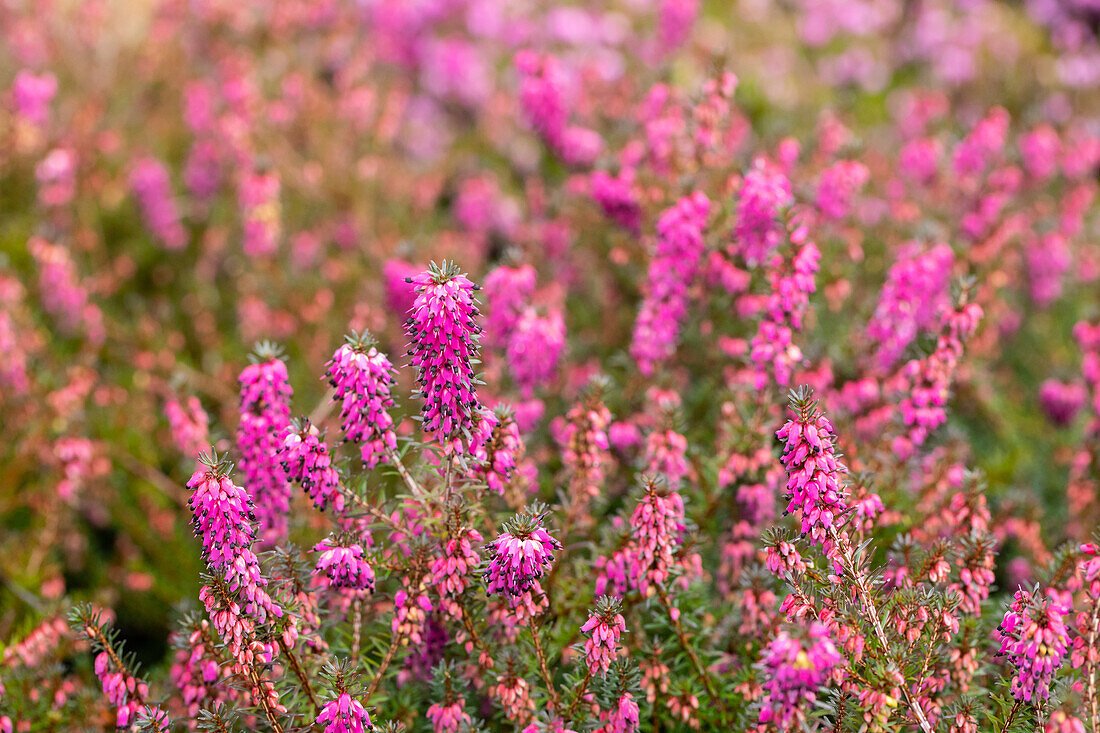 Erica carnea 'Cornelia'