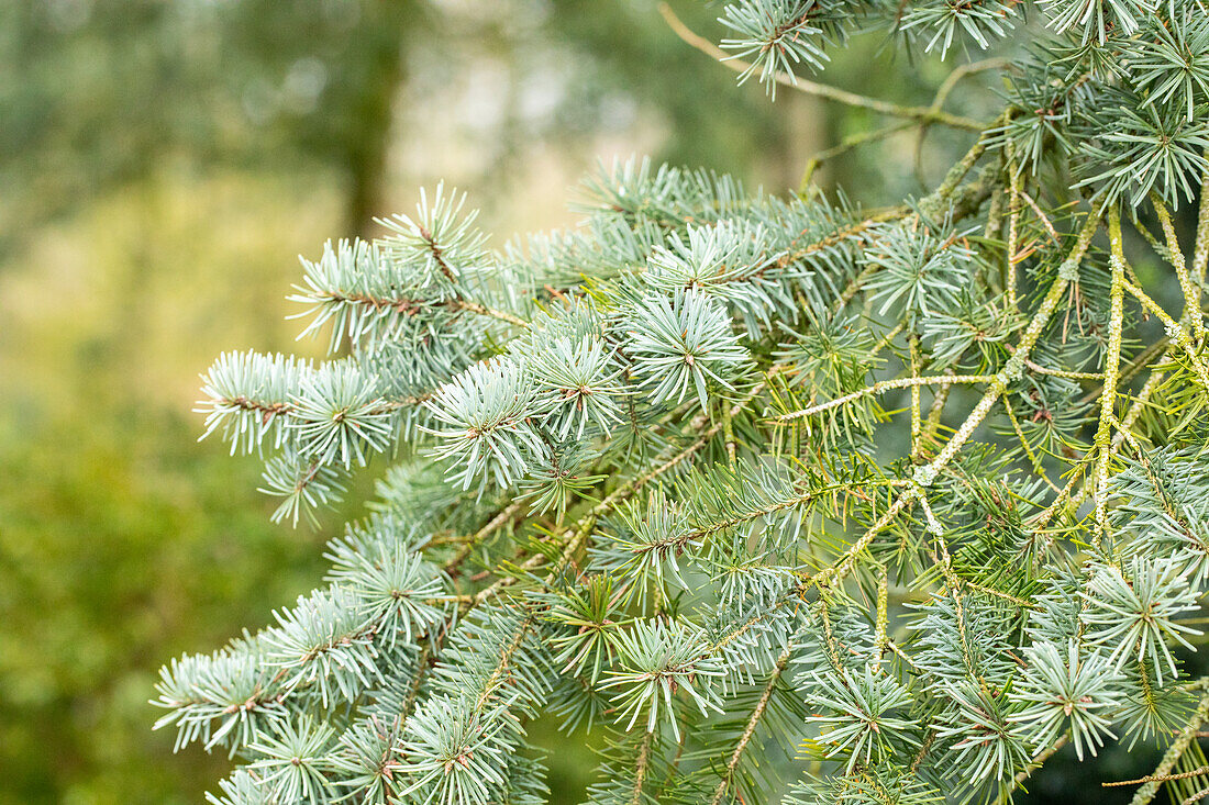 Pseudotsuga menziesii