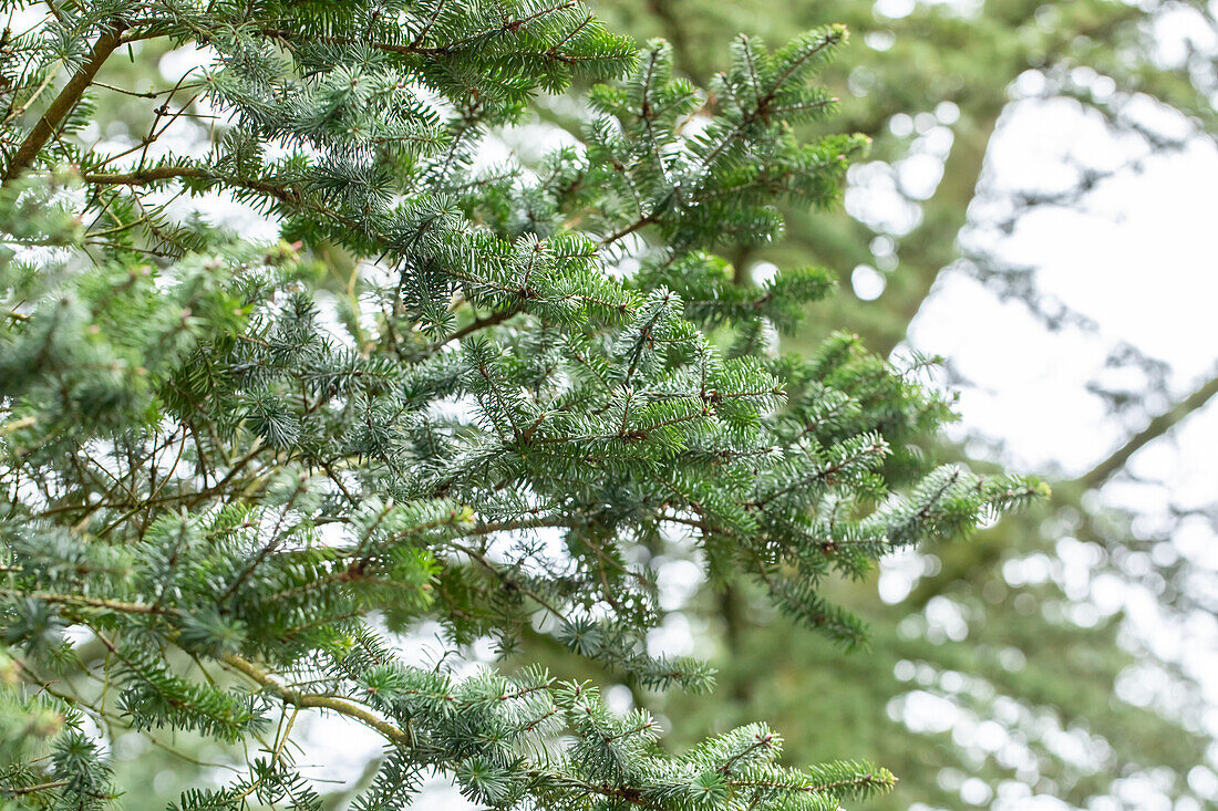 Pseudotsuga menziesii 'Fretsii'