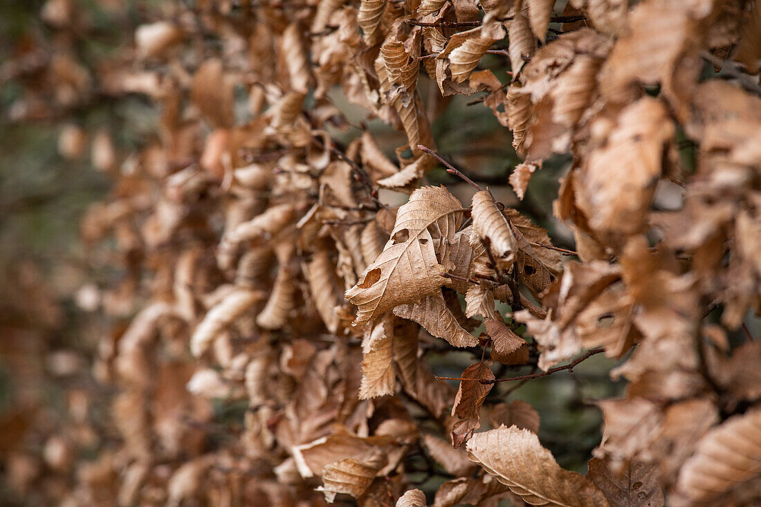Hornbeam hedge in winter