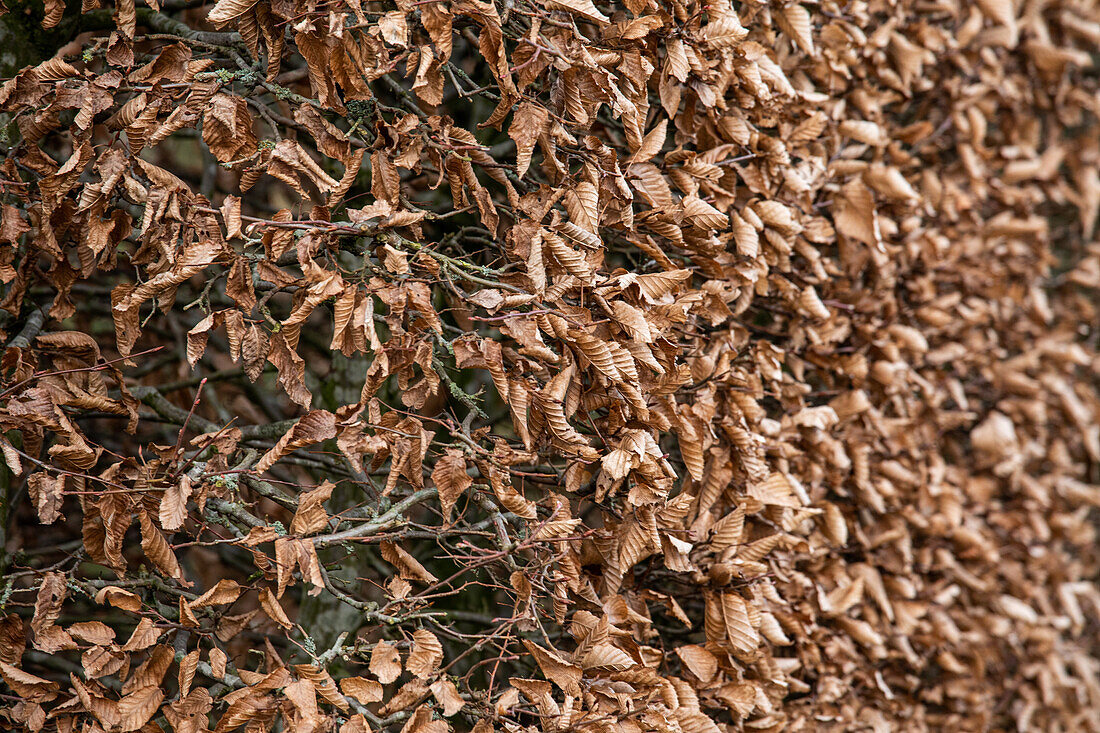 Hornbeam hedge in winter