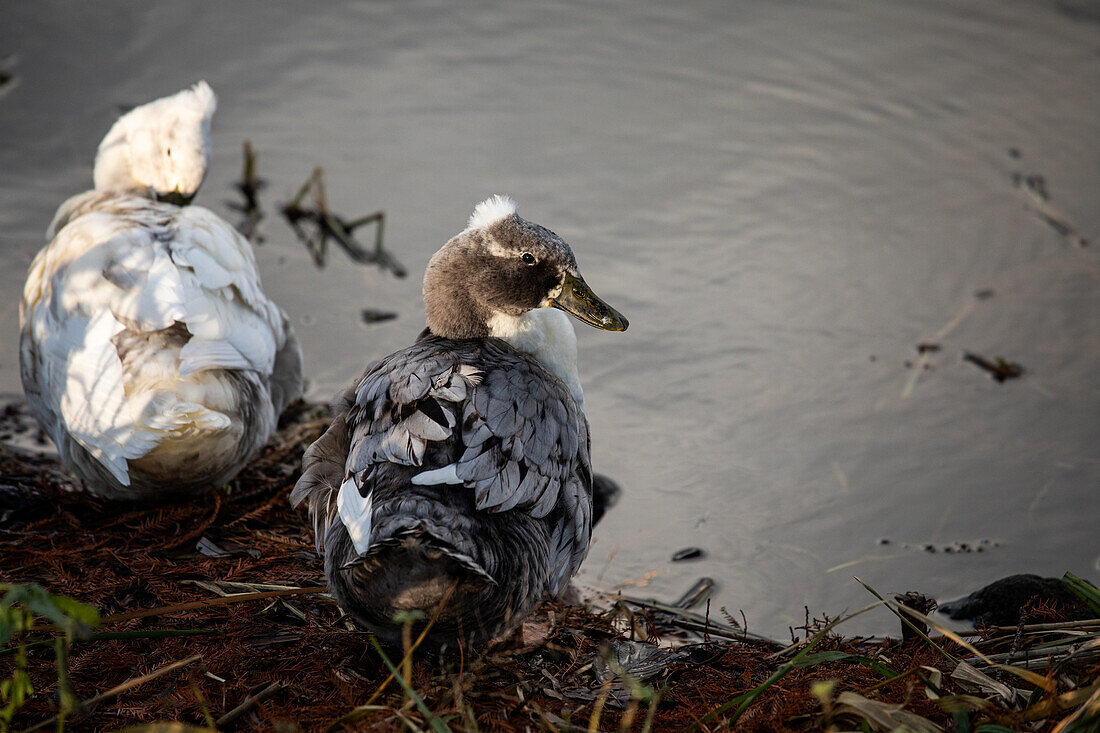 Duck at the water