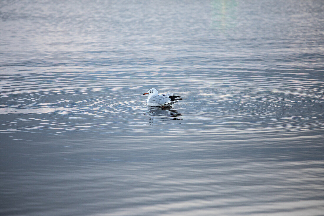 Möwe im Wasser