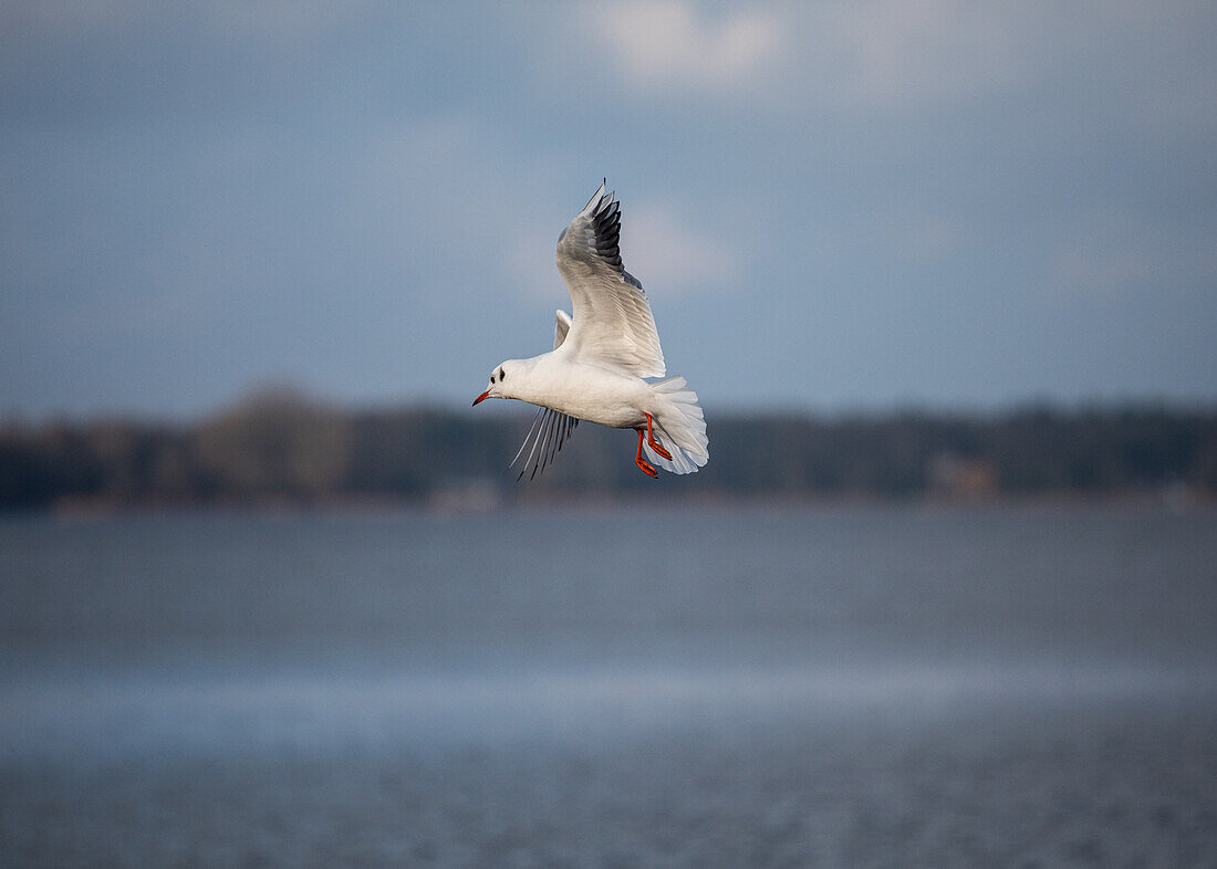 Fliegende Möwe