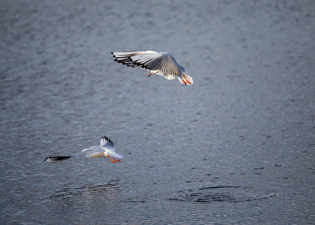 Flying seagulls