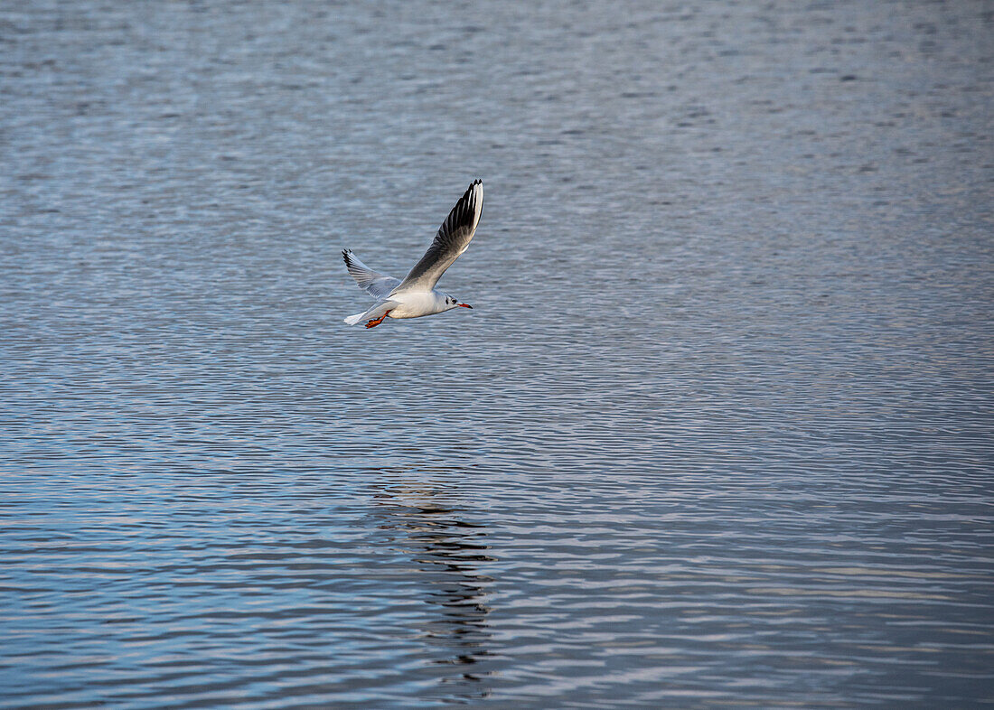 Fliegende Möwe