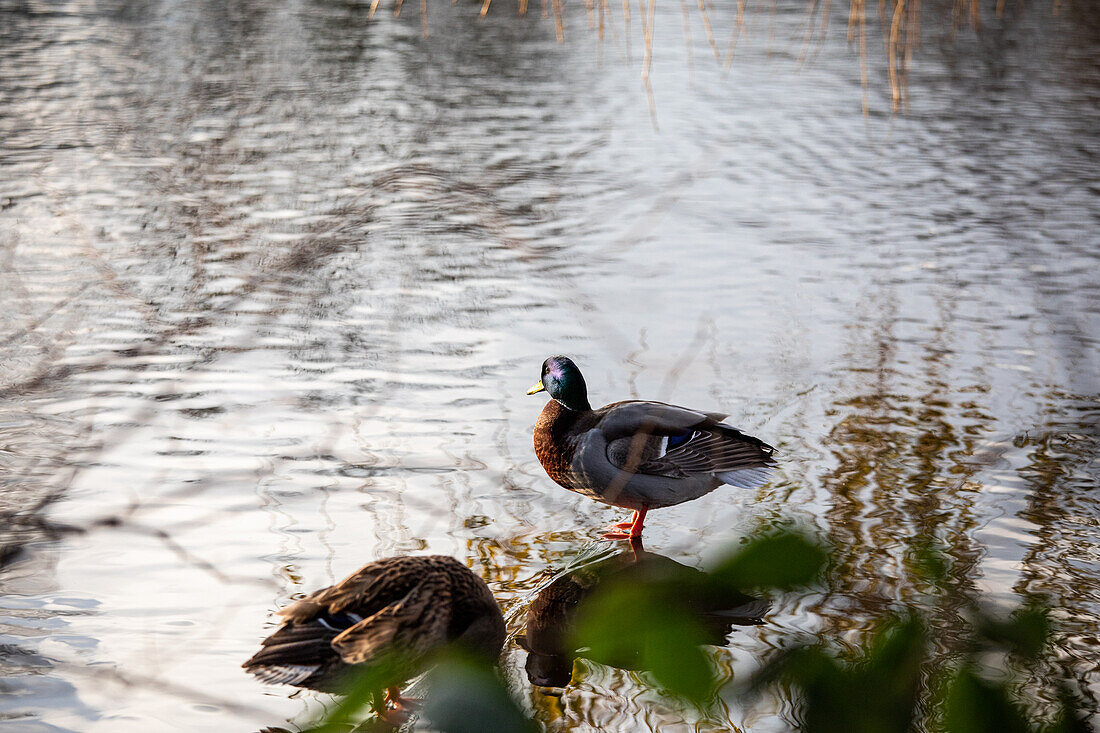 Duck at the water