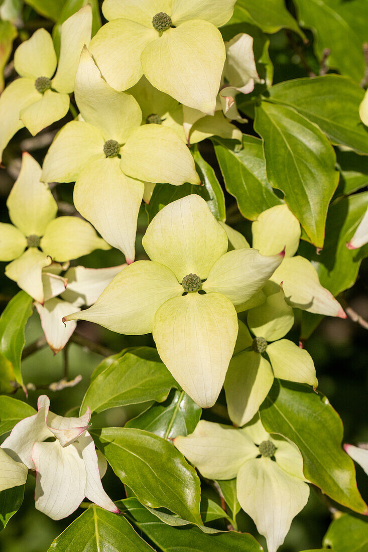 Cornus kousa chinensis 'Butterfly'