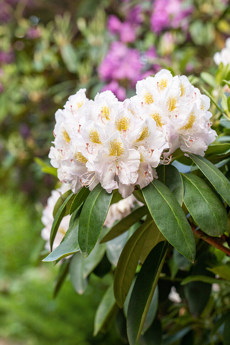 Rhododendron 'Memoir'