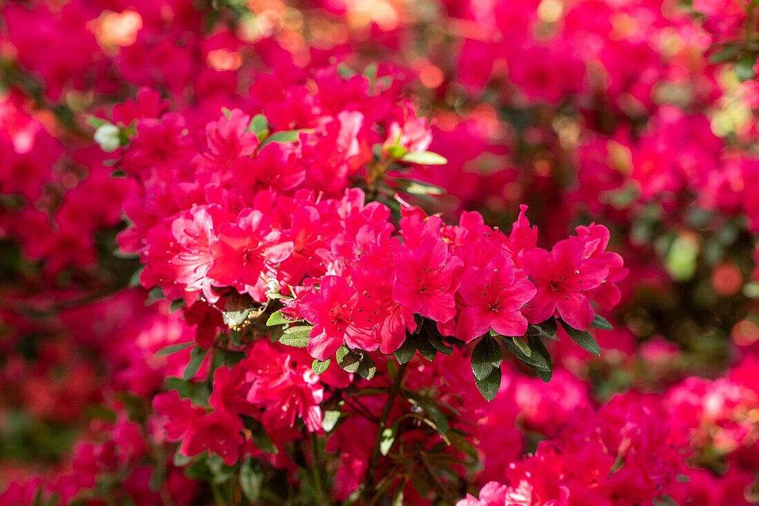 Rhododendron obtusum 'Wildenstein'