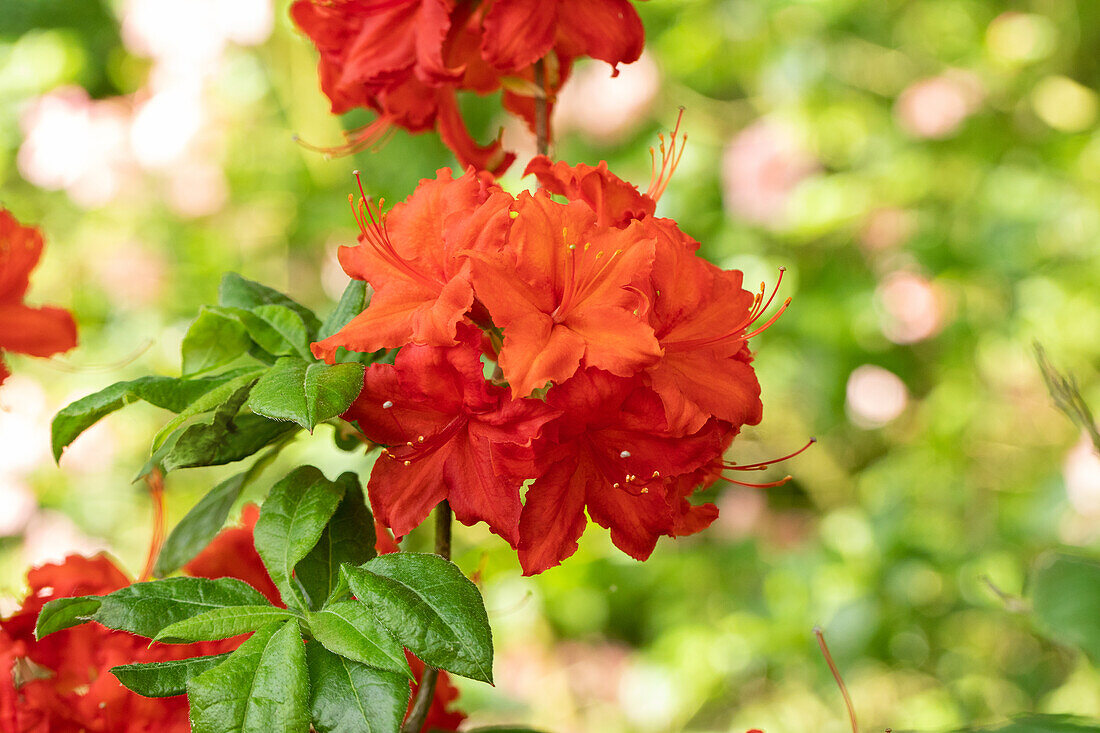 Rhododendron 'Firecracker'